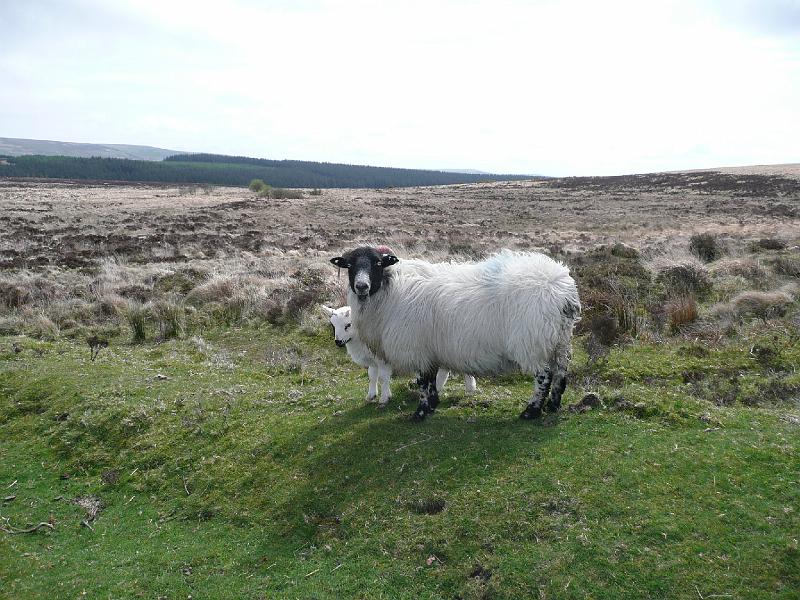 P1000455- Moutons au parc national de Dartmoor.JPG - Moutons du parc national de Dartmoor